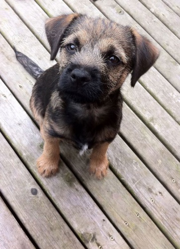 Prod�m �t��ata border teri�ra.