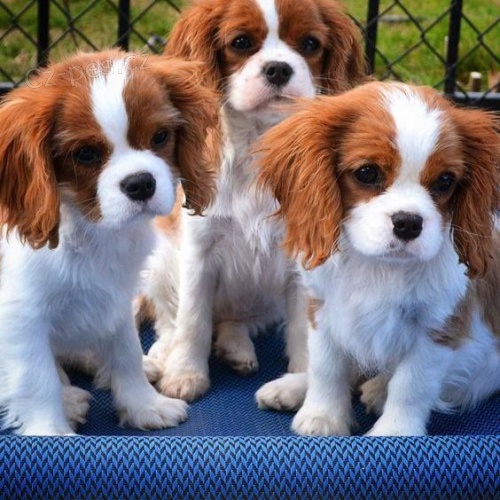 Prodm mini okovan tata Cavalier King Charles Spaniel.