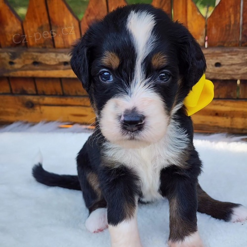 Prodm zdrav a okovan tata mini hraek Bernedoodle.