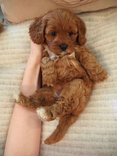 Prodm mini tata Cavapoo.