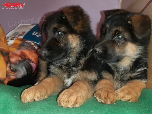 N�meck� ov��k - 