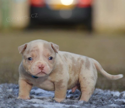 Prod�m �t��ata americk�ho buldoka.