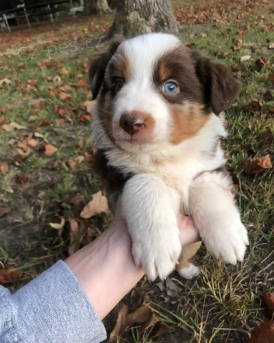 Prod�m �t��ata australsk�ho ov��ka