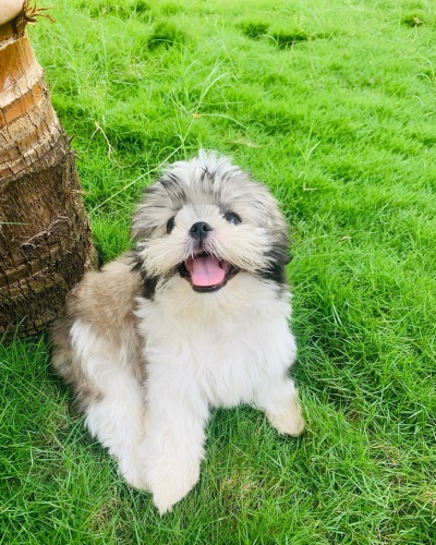 Prodm tata SHIH TZU