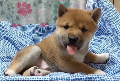 Prod�m rozko�n� miminka �t��ata shiba inu