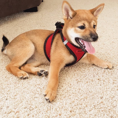 Prod�m japonsk� �t��ata shiba inu