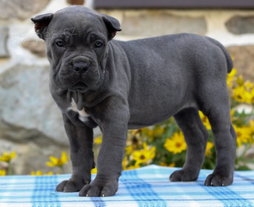 Prodm tata italskho Cane Corso