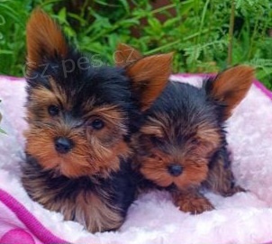 Jork��rsk� teri�r