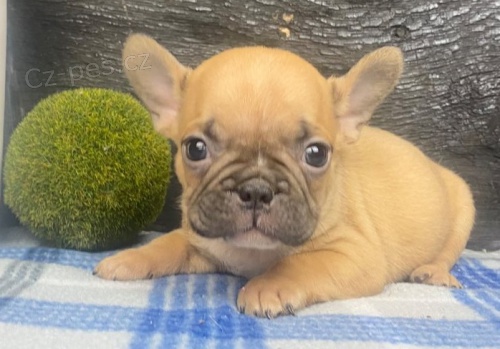 kr�sn� �t��ata francouzsk�ho buldo�ka