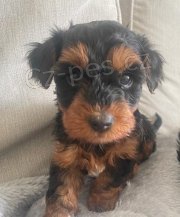 O�KOVAN� A OD�ERVOVAN� �T���TKO YORKIPOO