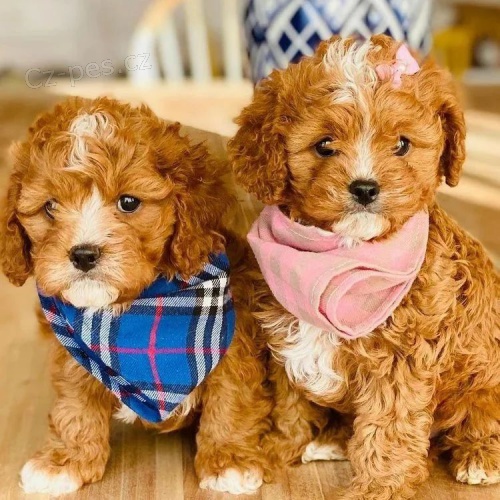 Prod�m o�kovan� a od�erven� �t��ata Cavapoo mini.