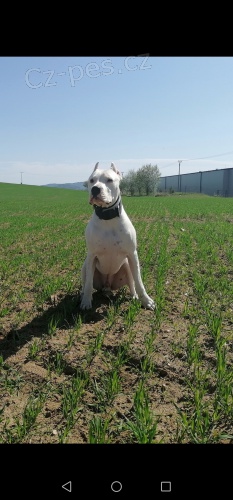 Daruji Argentinsk� doga 