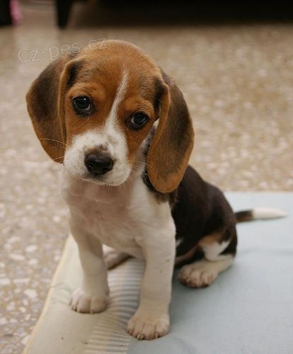 BEAGLE PRO P�IJET�