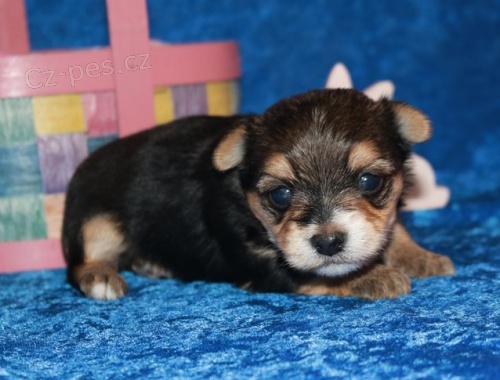 yorkiensk� �t��ata