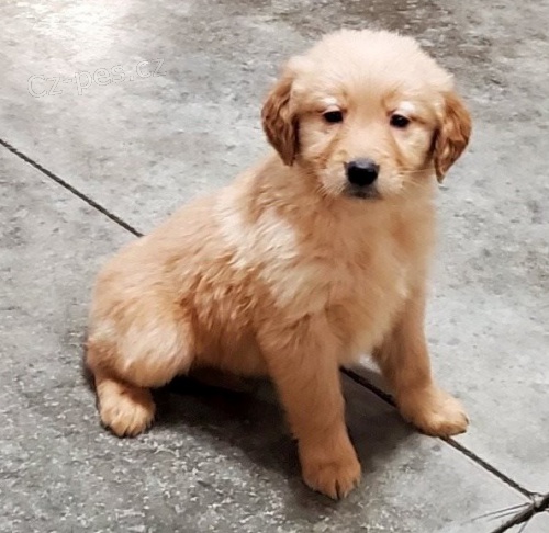 �t��ata zlat�ho retr�vra