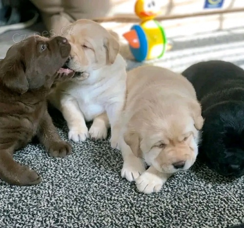 Labradorsk� retr�vr