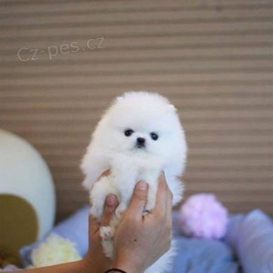 Nmeck pic. Mini pomeranian bez PP