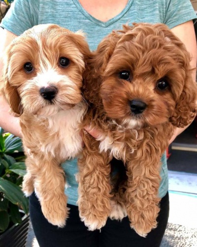 Prodm tata Cavapoo.