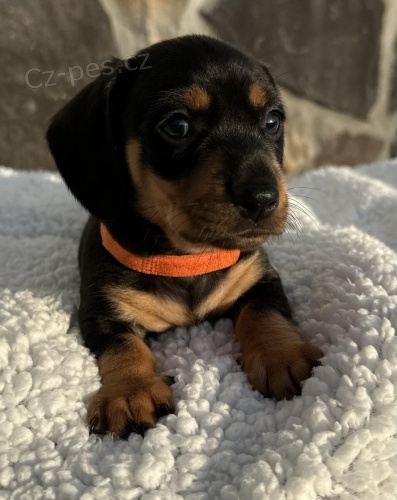 Prod�m �t��ata jezev��ka.