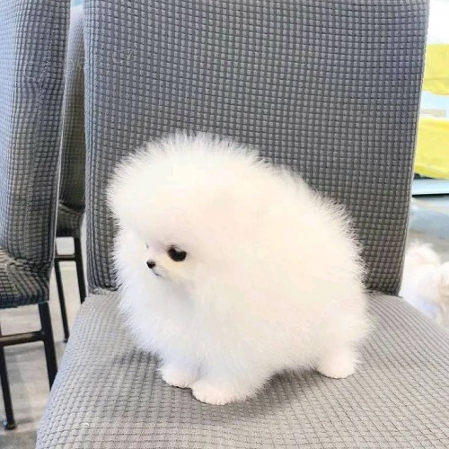 N�meck� �pic Fenka - Pomeranian