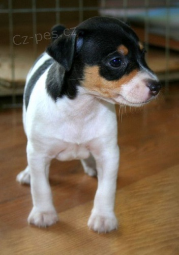 Prodm tata jack russell terira.