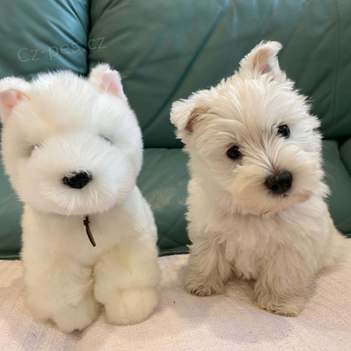 Prodm tata West Highland White Terriers