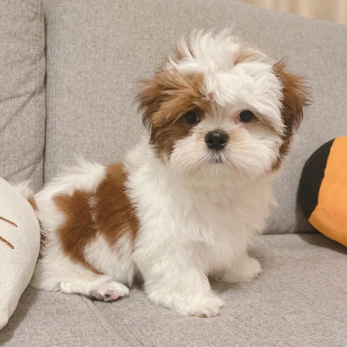 Prod�m �t��ata SHIH TZU