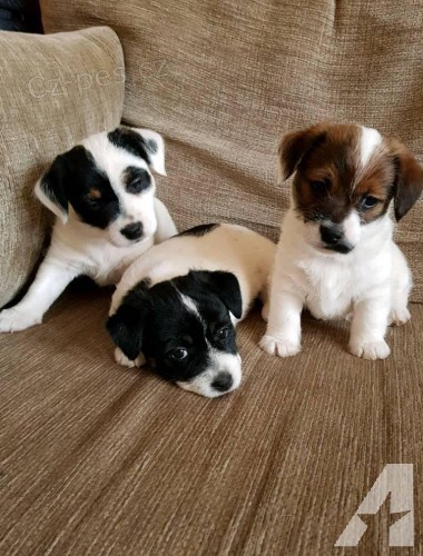 Jack russell terier klu��k