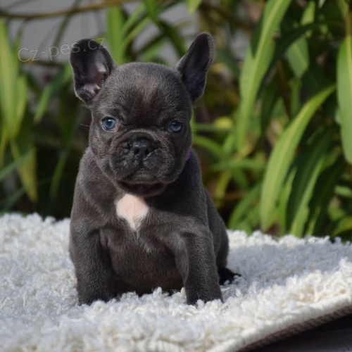 Prod�m �t��ata francouzsk�ho buldo�ka.