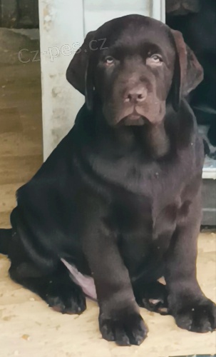 �okol�dov� �t��ata Labrador s PP