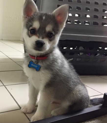 Prod�m �t��ata ALASKAN KLEE KAI