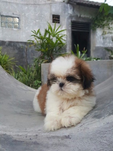 Prod�m �t��ata SHIH TZU