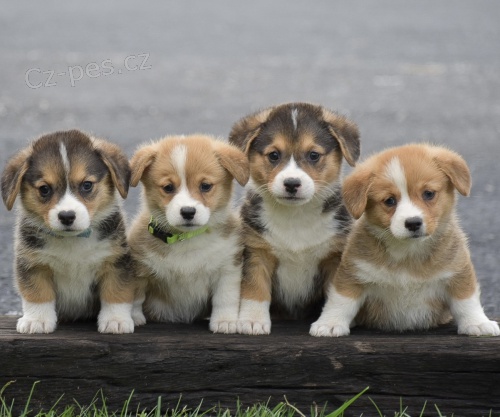 Prodm tata Pembroke Welsh Corgi.