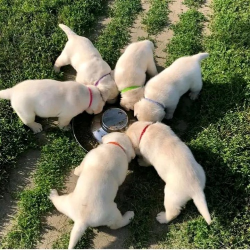 labradorsk� retr�vr