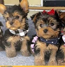 �t��ata  yorkie na prodej.