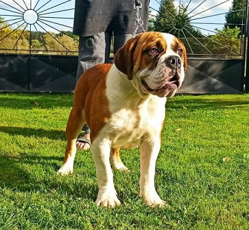 Prod�m psa Campeiro