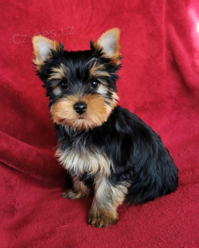 �t��ata jork��rsk�ho teri�ra