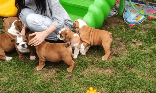 Angli�t� buldoci na prodej hledaj� v��n� domov a miluj�c� rodinu