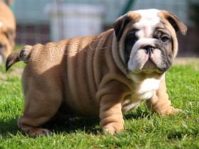 Angli�t� buldoci na prodej hledaj� v��n� domov a miluj�c� rodinu