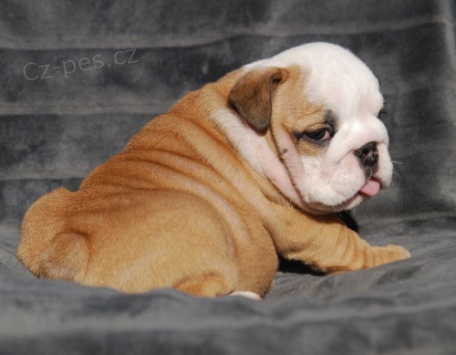 Angli�t� buldoci na prodej hledaj� v��n� domov a miluj�c� rodinu