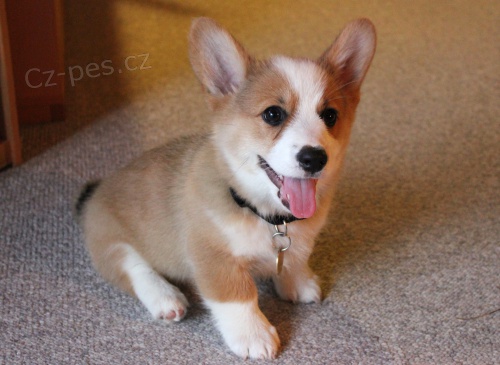Prod�m �t��ata welsh pembroke corgi