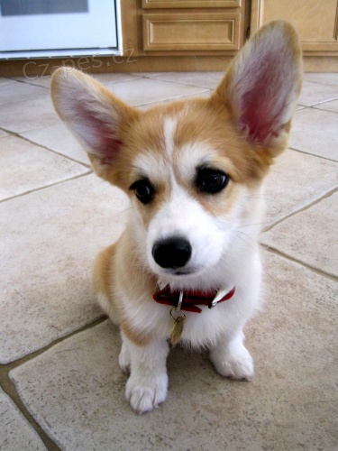 Prod�m �t��ata welsh pembroke corgi