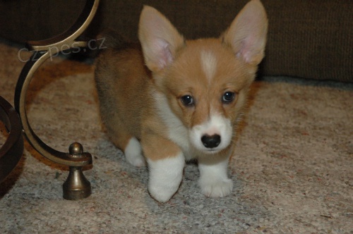 Prod�m �t��ata welsh pembroke corgi
