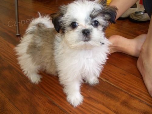 Prod�m �t��ata Shih Tzu