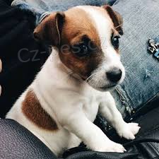 Dostupn� �t��ata Jacka Russella na prodej