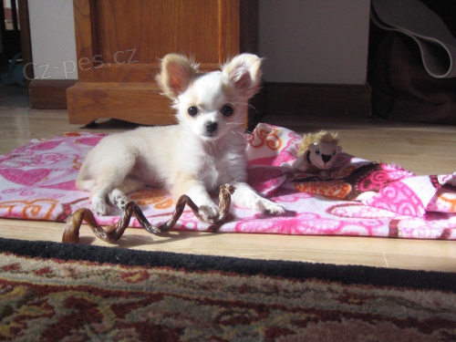 Dostupn� �t��ata Jacka Russella na prodej