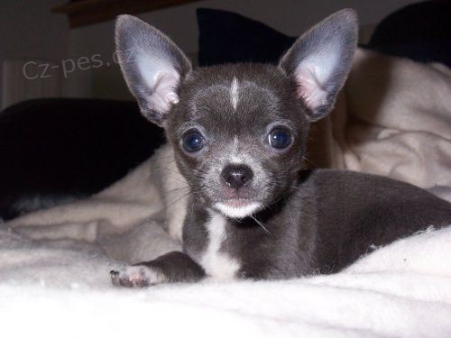 �t��ata �ivavy na prodej