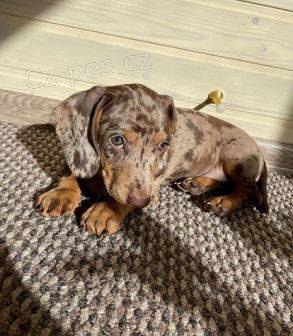 �t��ata jezev��ka na prodej