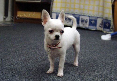 Prod�m �t��ata �ivavy