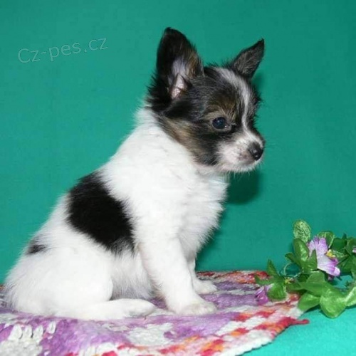 Papillon Puppies For Adoption